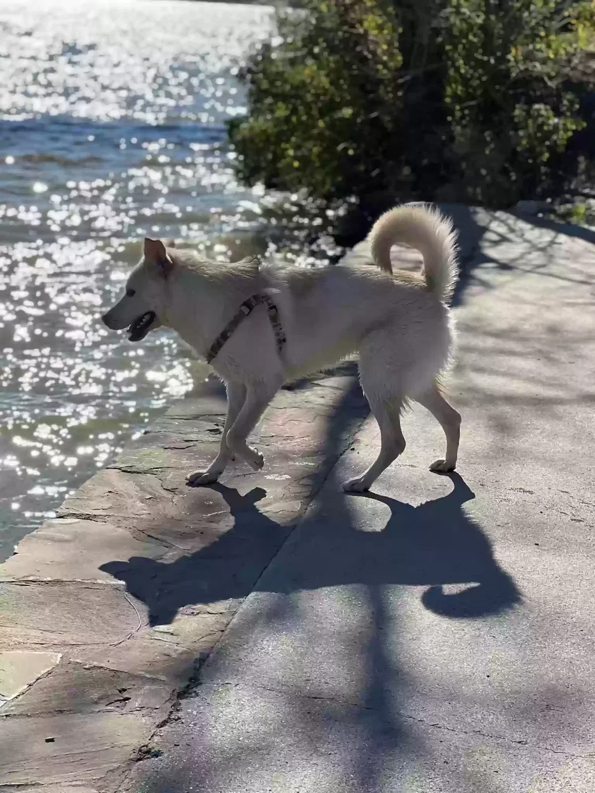 Lost dog in Hutchins, TX, 75141