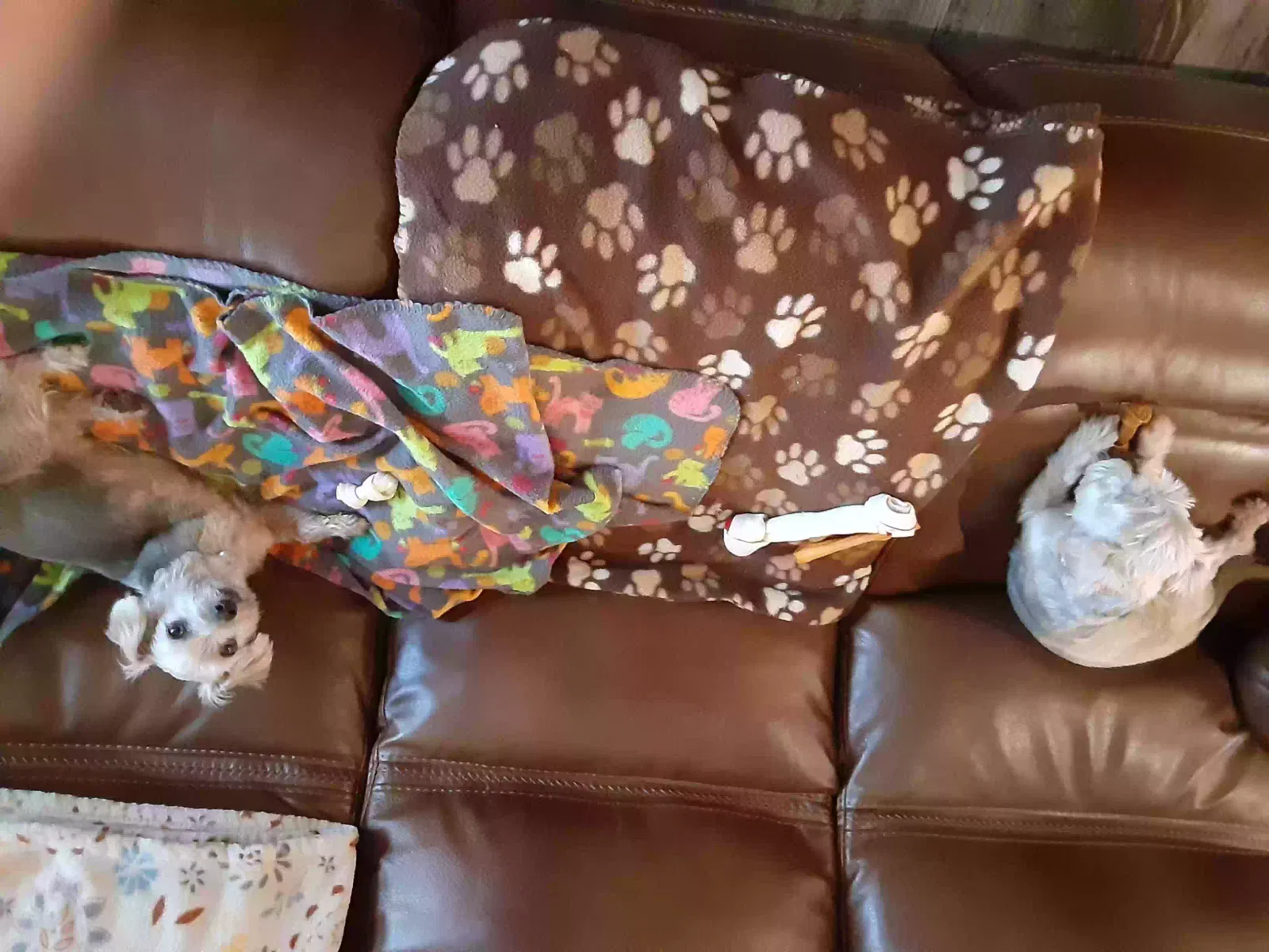 Lost dog in Bangor, WI, 54614