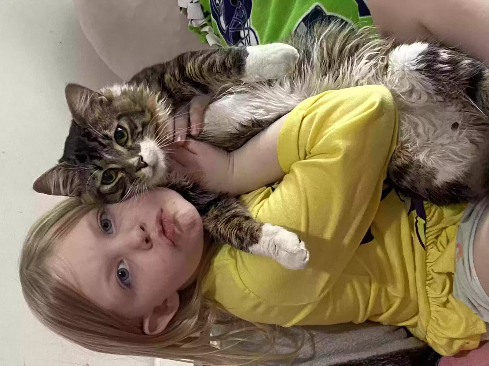 Lost cat in Graham, WA, 98338