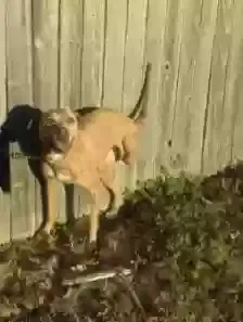 Lost dog in Alvarado, TX, 76009