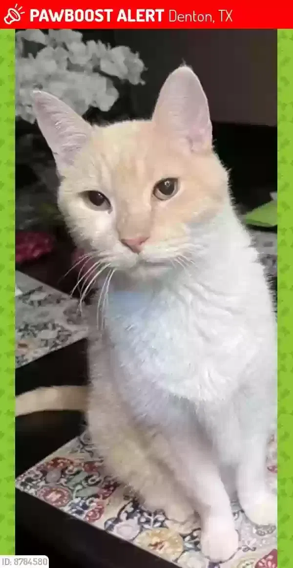 Lost cat in Denton, TX, 76210