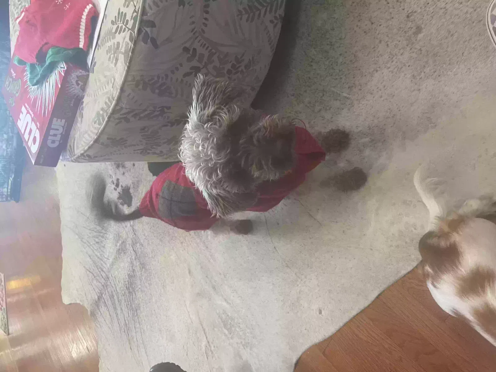 Lost dog in Midway, AL, 36053