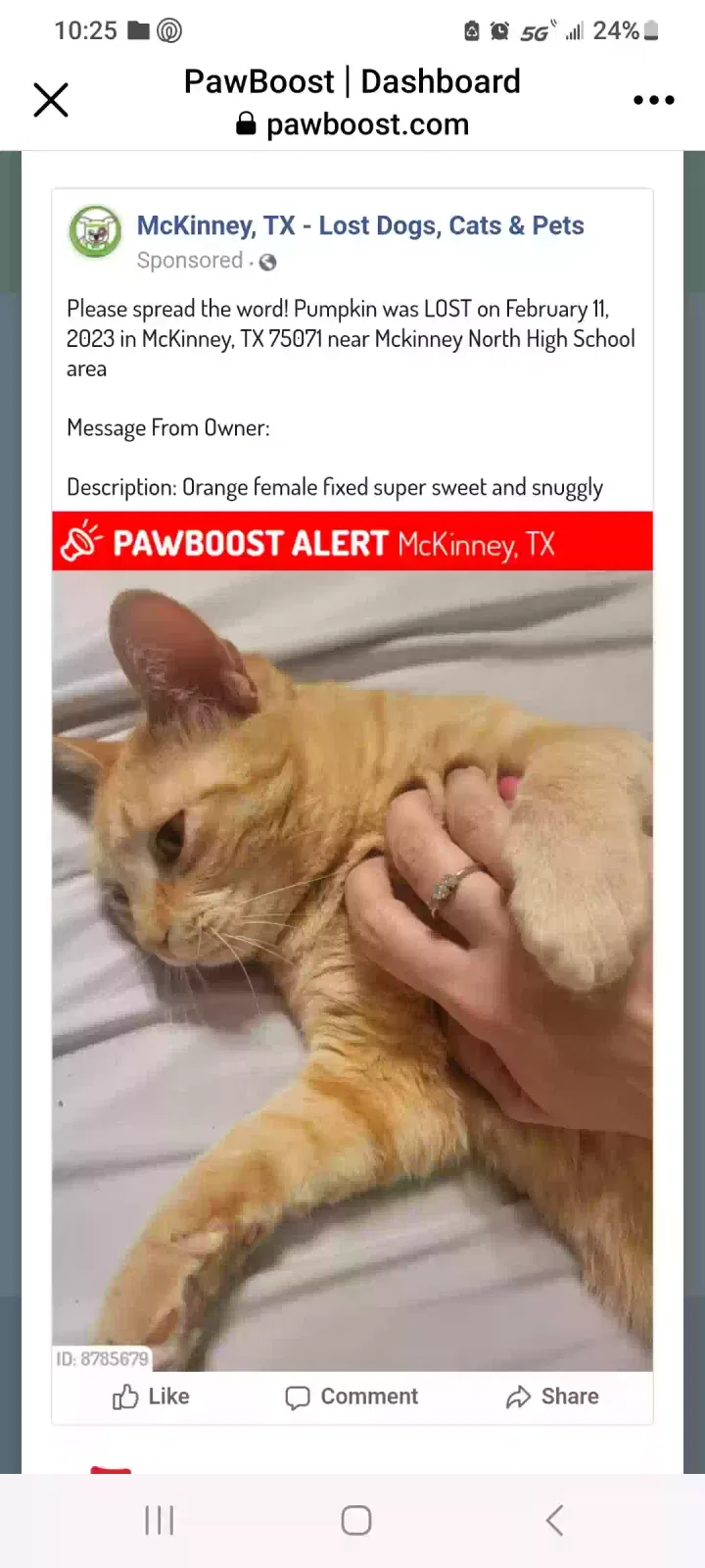 Lost cat in Mckinney, TX, 75071