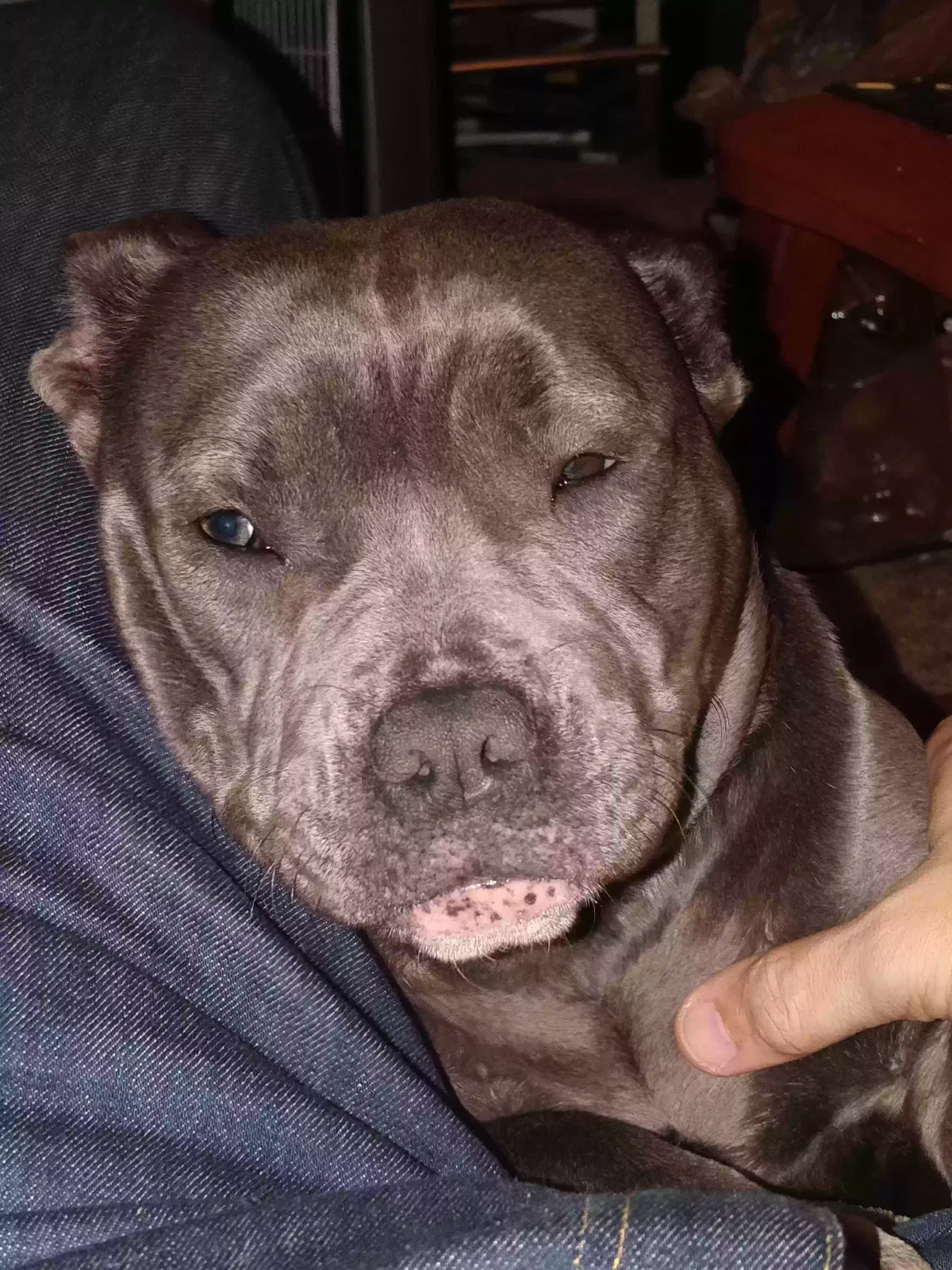 Lost dog in Atlanta, GA, 30331