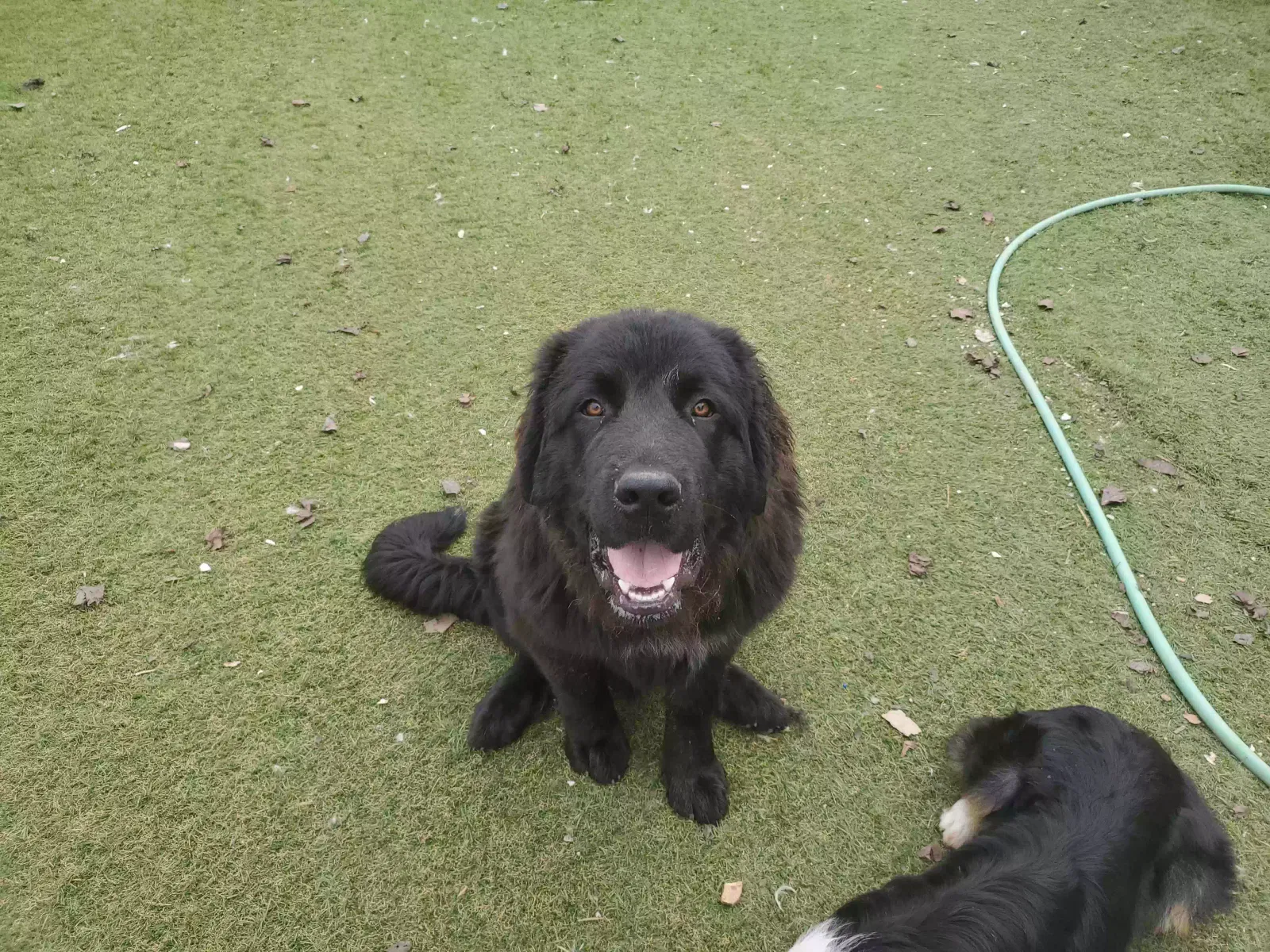Lost dog in Strathmore, CA, 93267