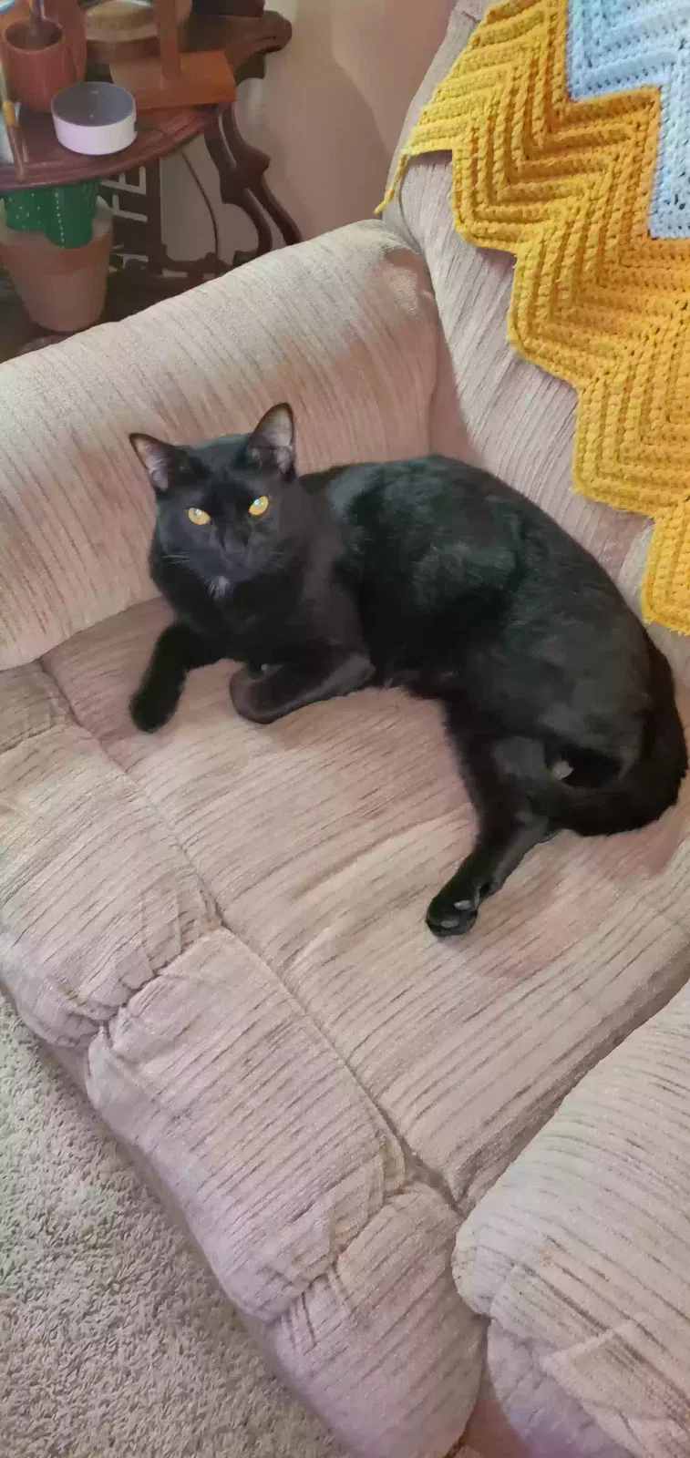 Lost cat in Grapevine, TX, 76051