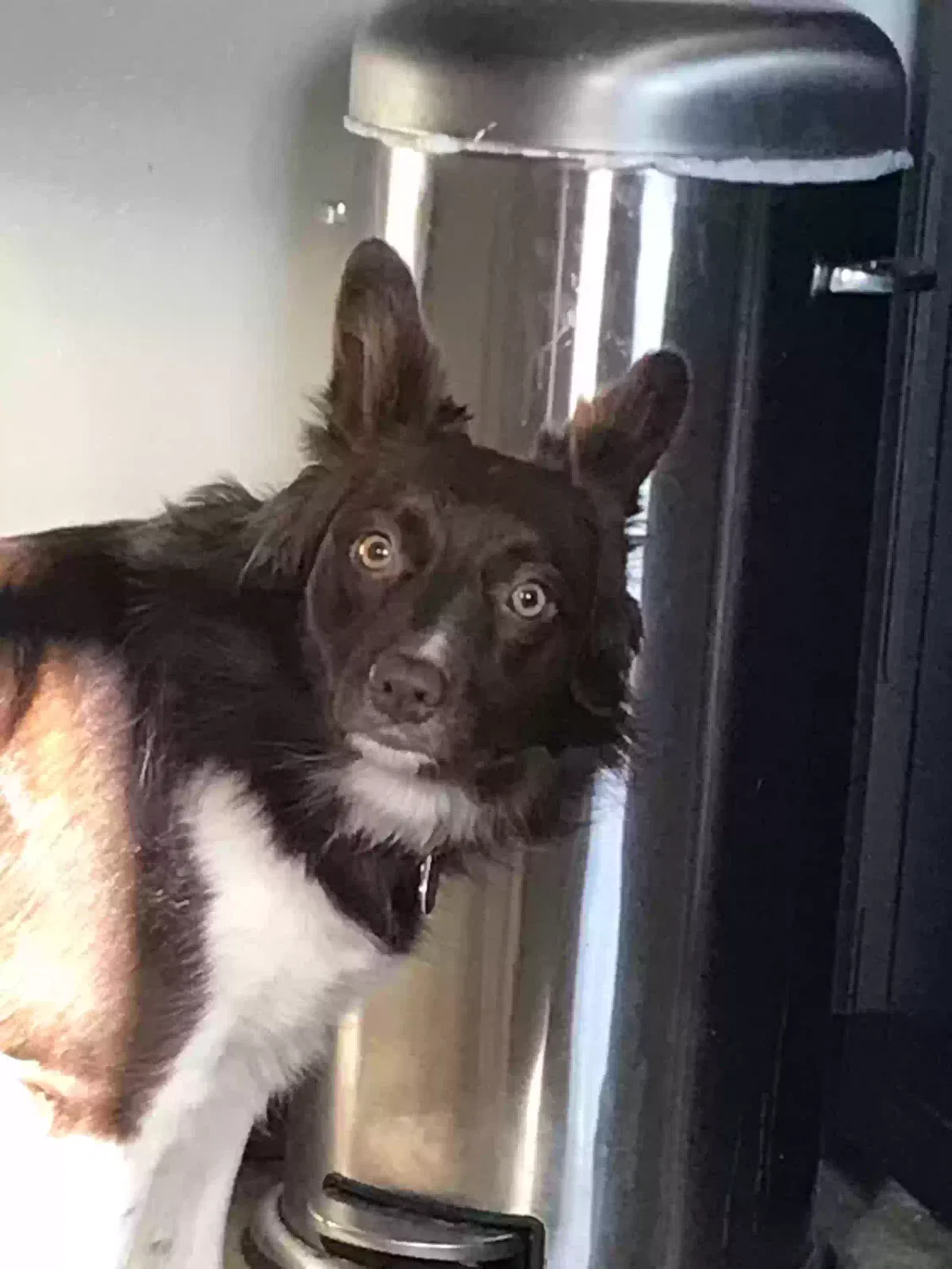 Lost dog in Menomonee Falls, WI, 53051
