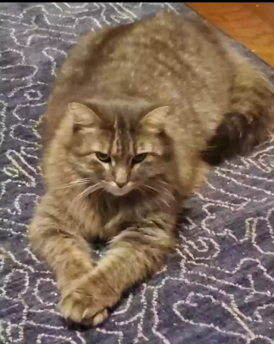 Lost cat in Huntsville, AL, 35803