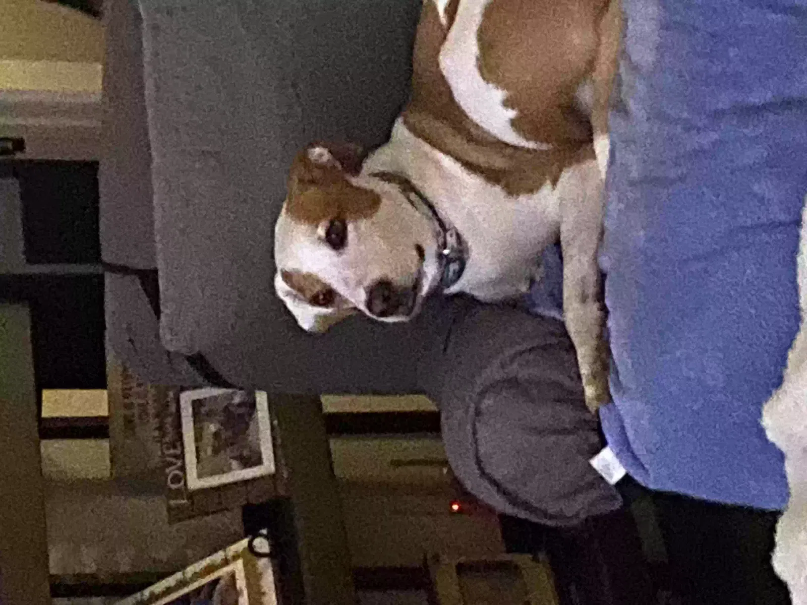Lost dog in Buford, GA, 30518