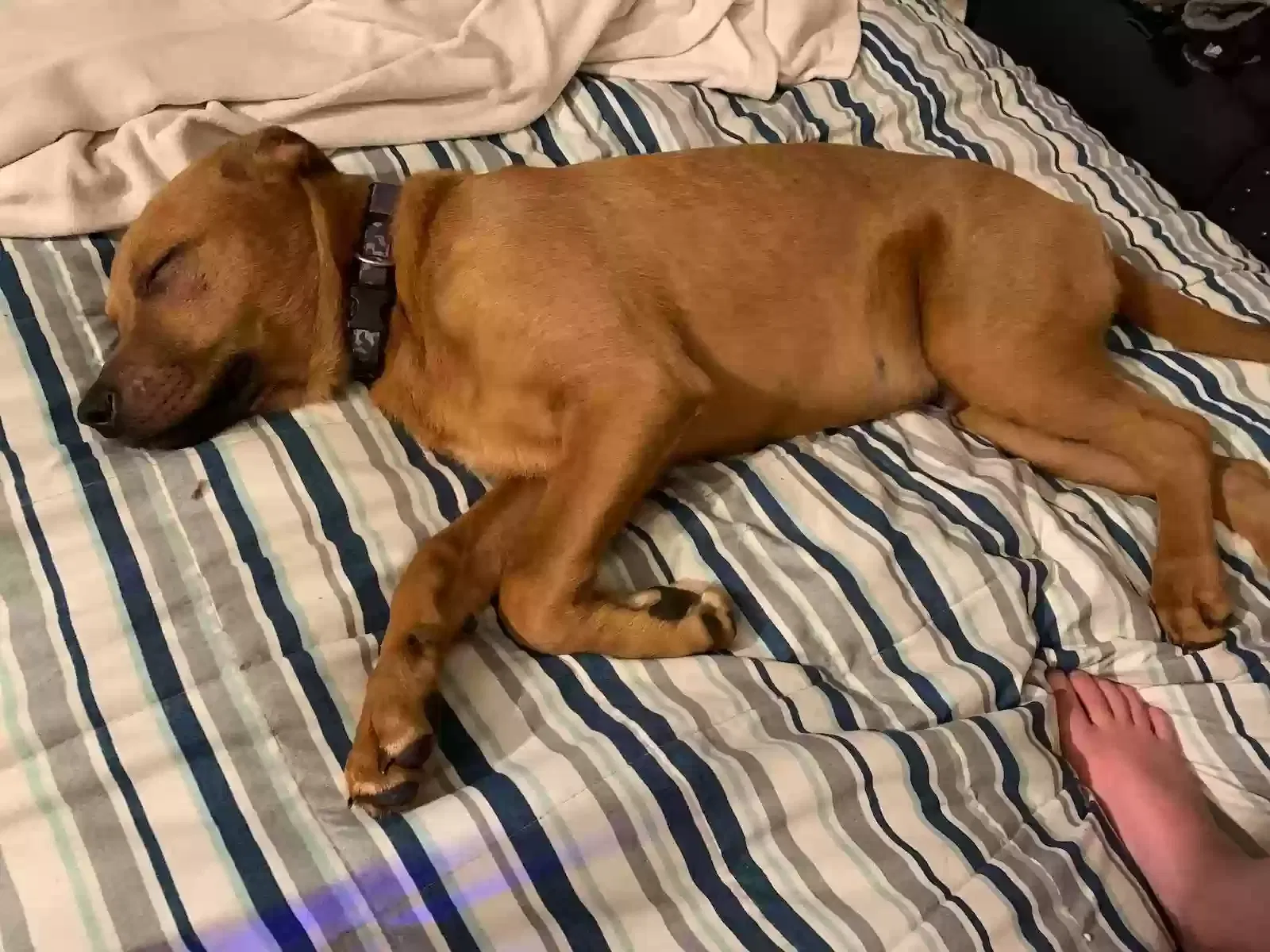 Lost dog in Concord, CA, 94518