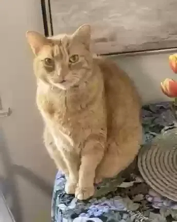 Lost cat in Newington, CT, 6111