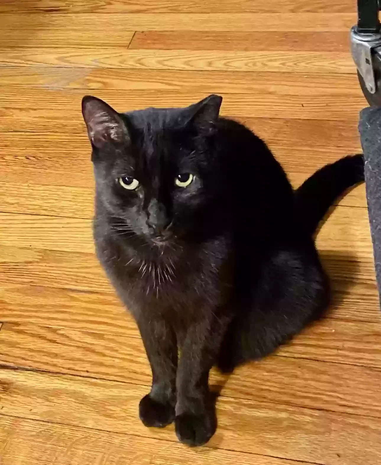 Lost cat in Suwanee, GA, 30024