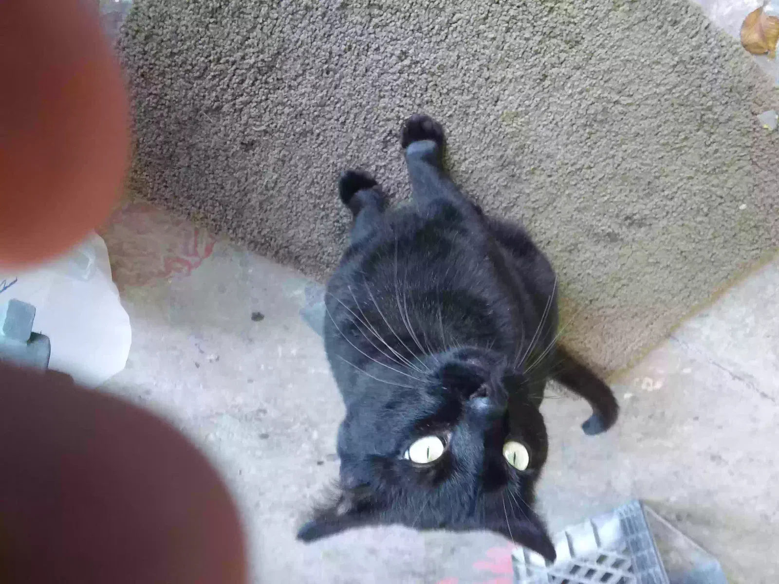 Lost cat in Rahway, NJ, 7065