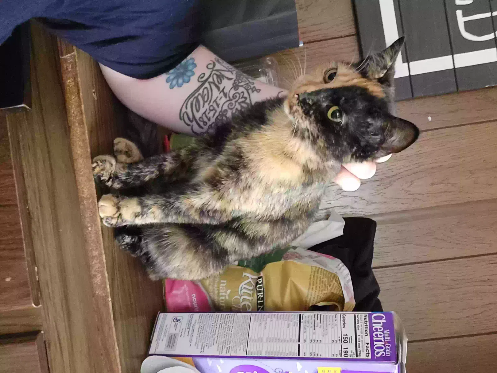 Lost cat in Oregon City, OR, 97045