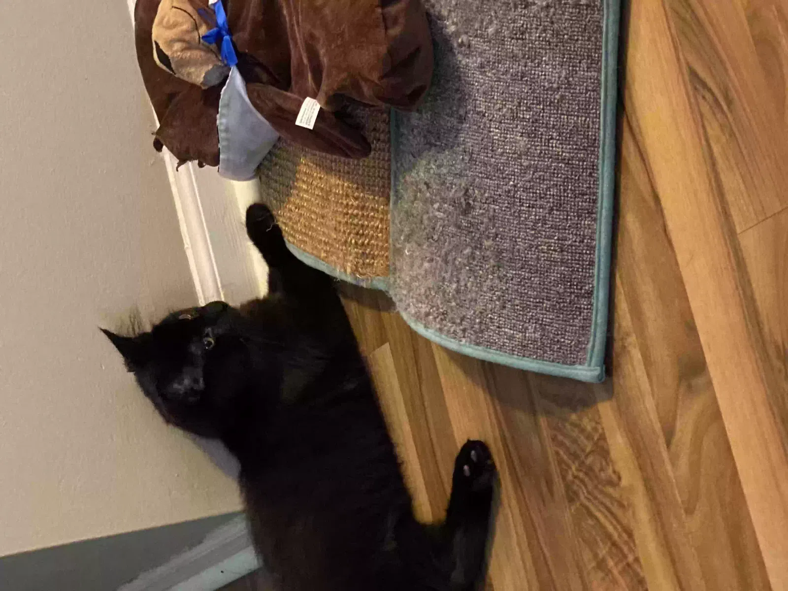 Lost cat in Ypsilanti, MI, 48197