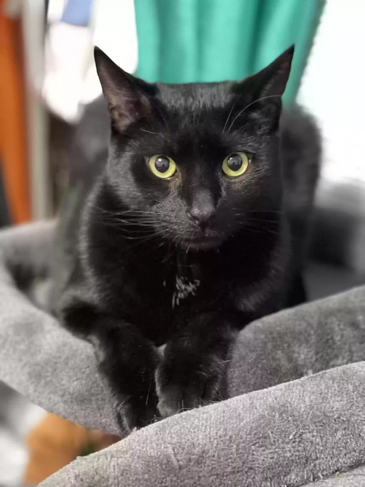 Lost cat in Paterson, NJ, 7514