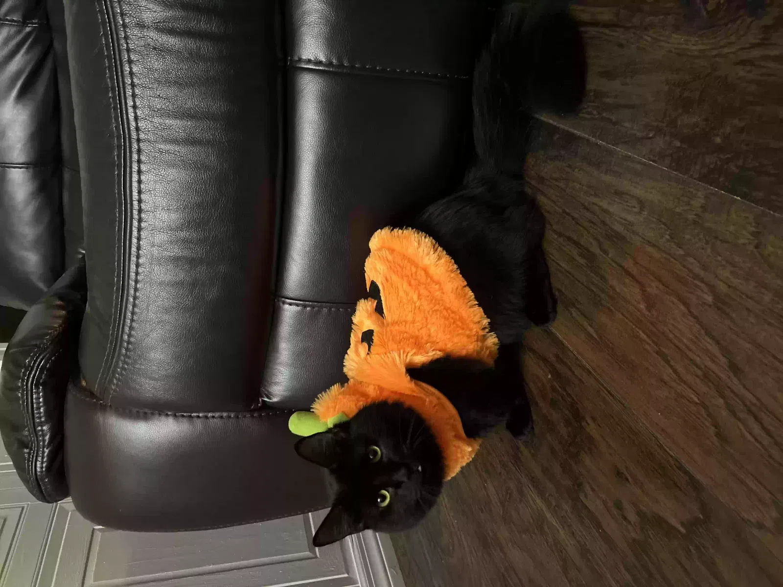 Lost cat in Saint Petersburg, FL, 33713