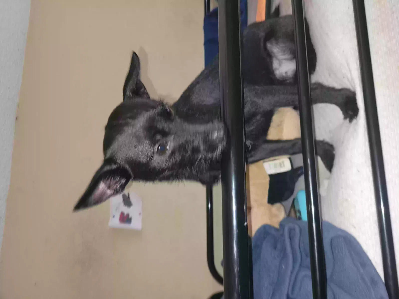 Lost dog in San Antonio, TX, 78250