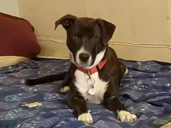 Lost dog in Williamsburg, VA, 23188
