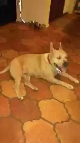 Lost dog in San Antonio, TX, 78227