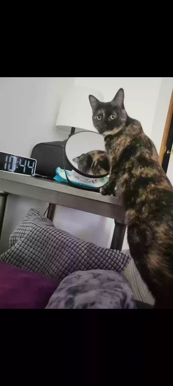 Lost cat in Hebron, KY, 41048