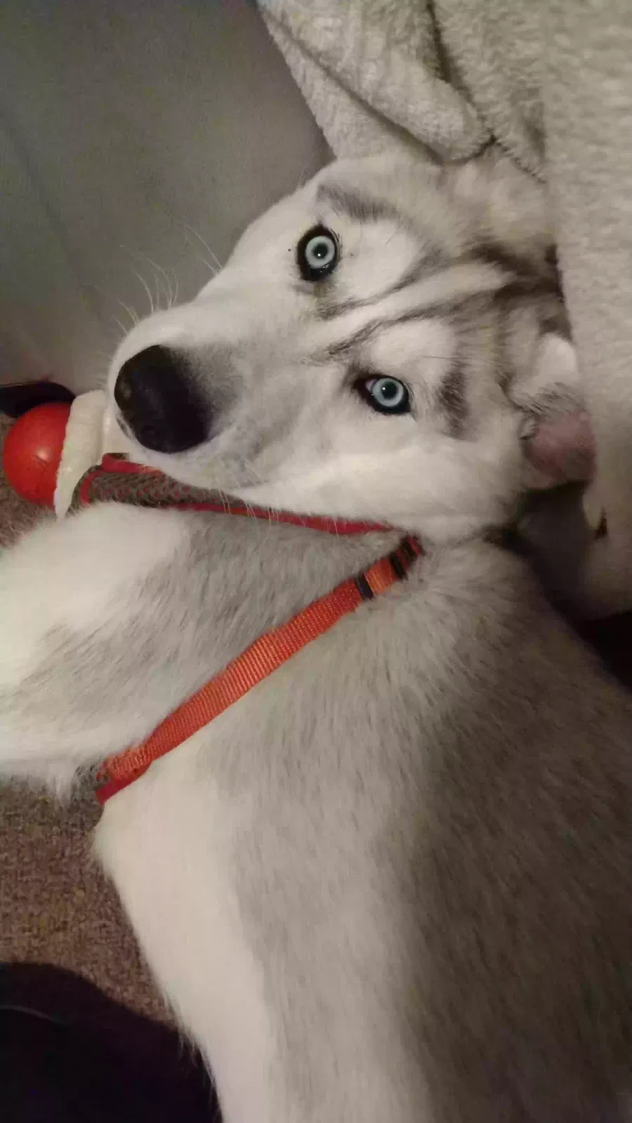 Lost dog in Castle Rock, WA, 98611