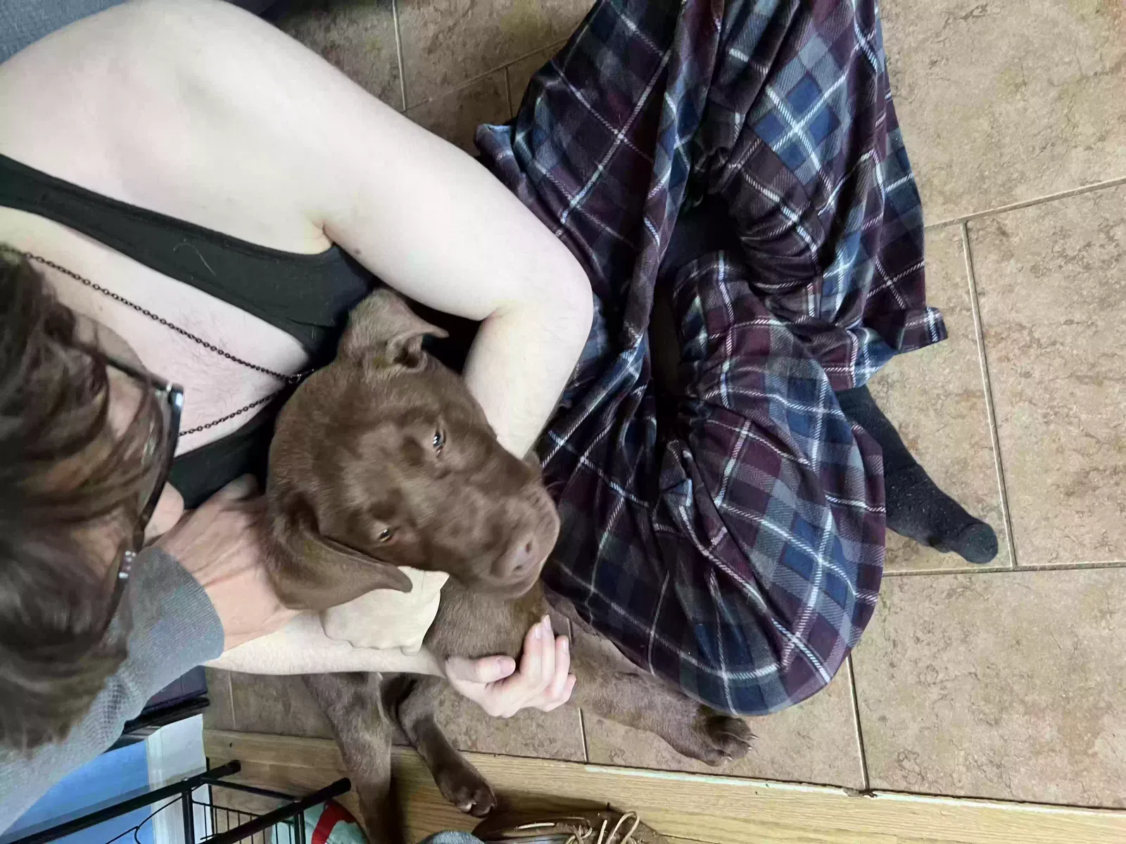 Found dog in Leicester, NC, 28748