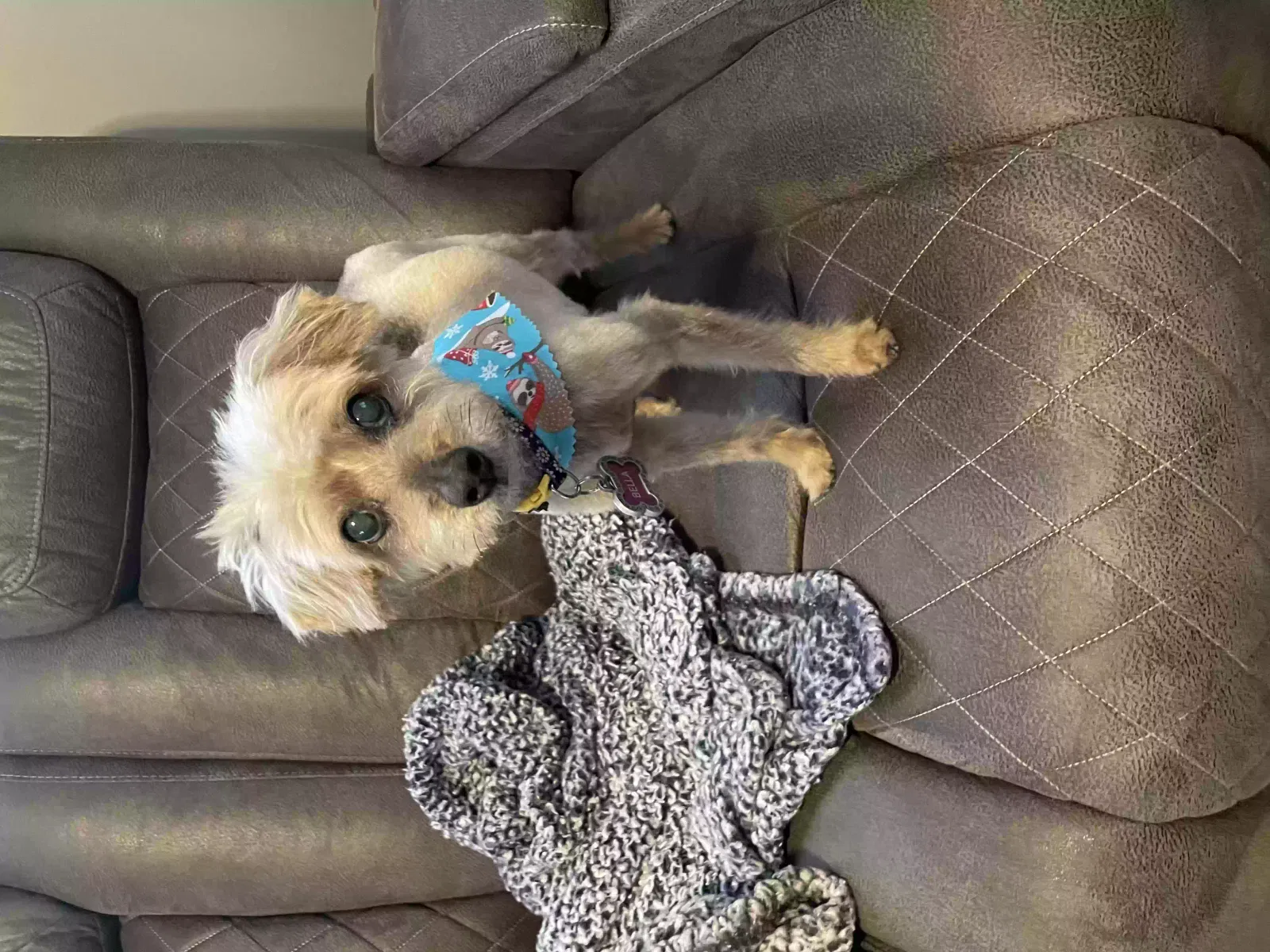 Lost dog in Erwin, NC, 28339