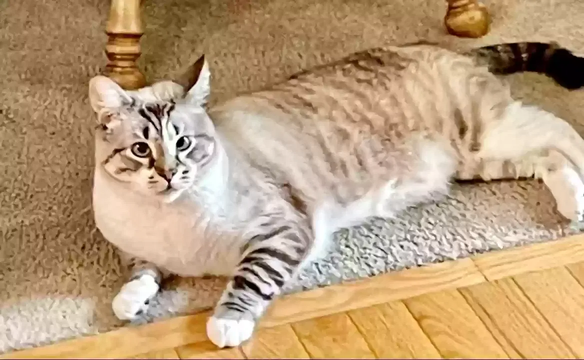 Lost cat in Easton, PA, 18045