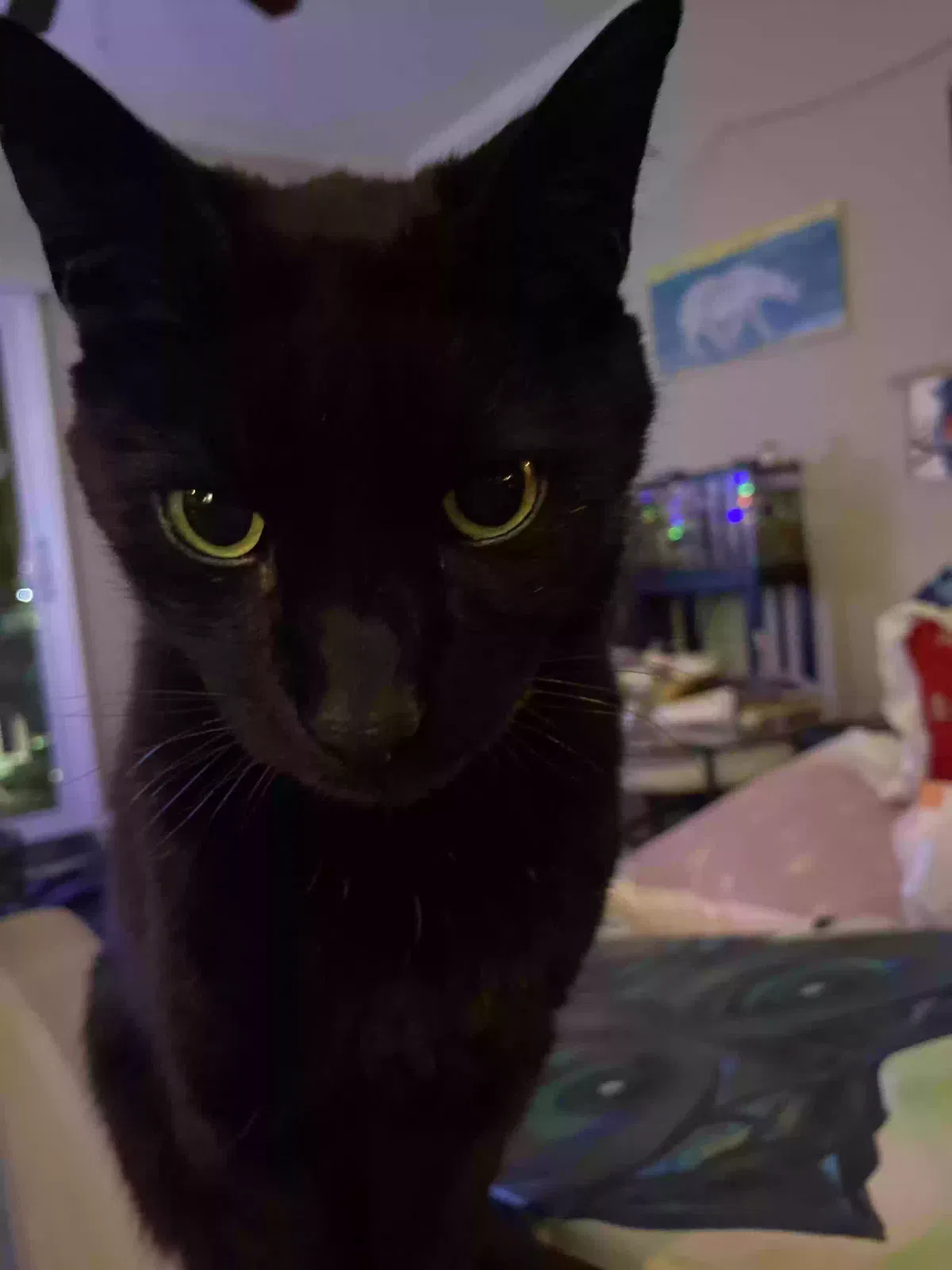 Lost cat in Summerville, SC, 29485