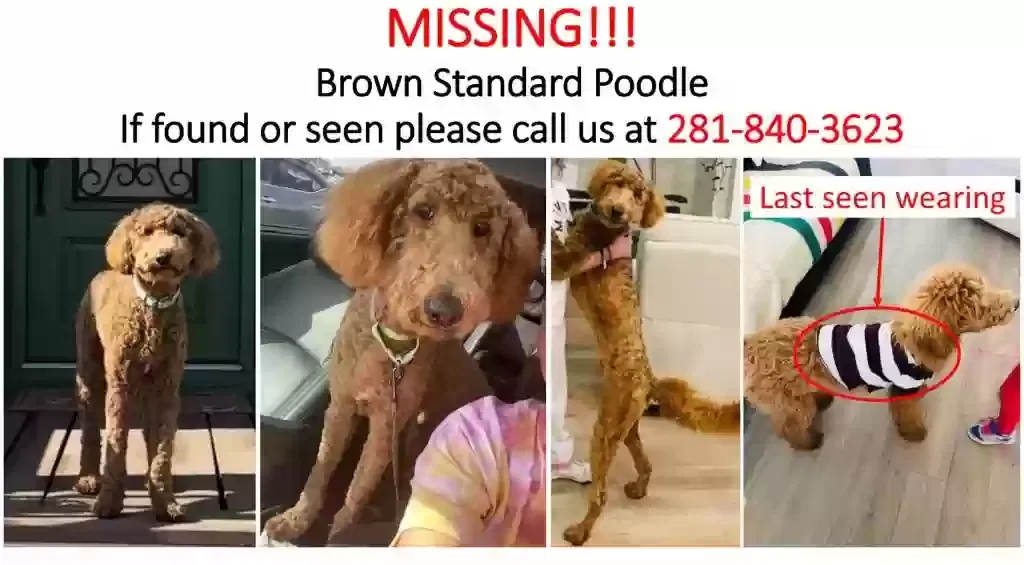 Lost dog in Sealy, TX, 77474