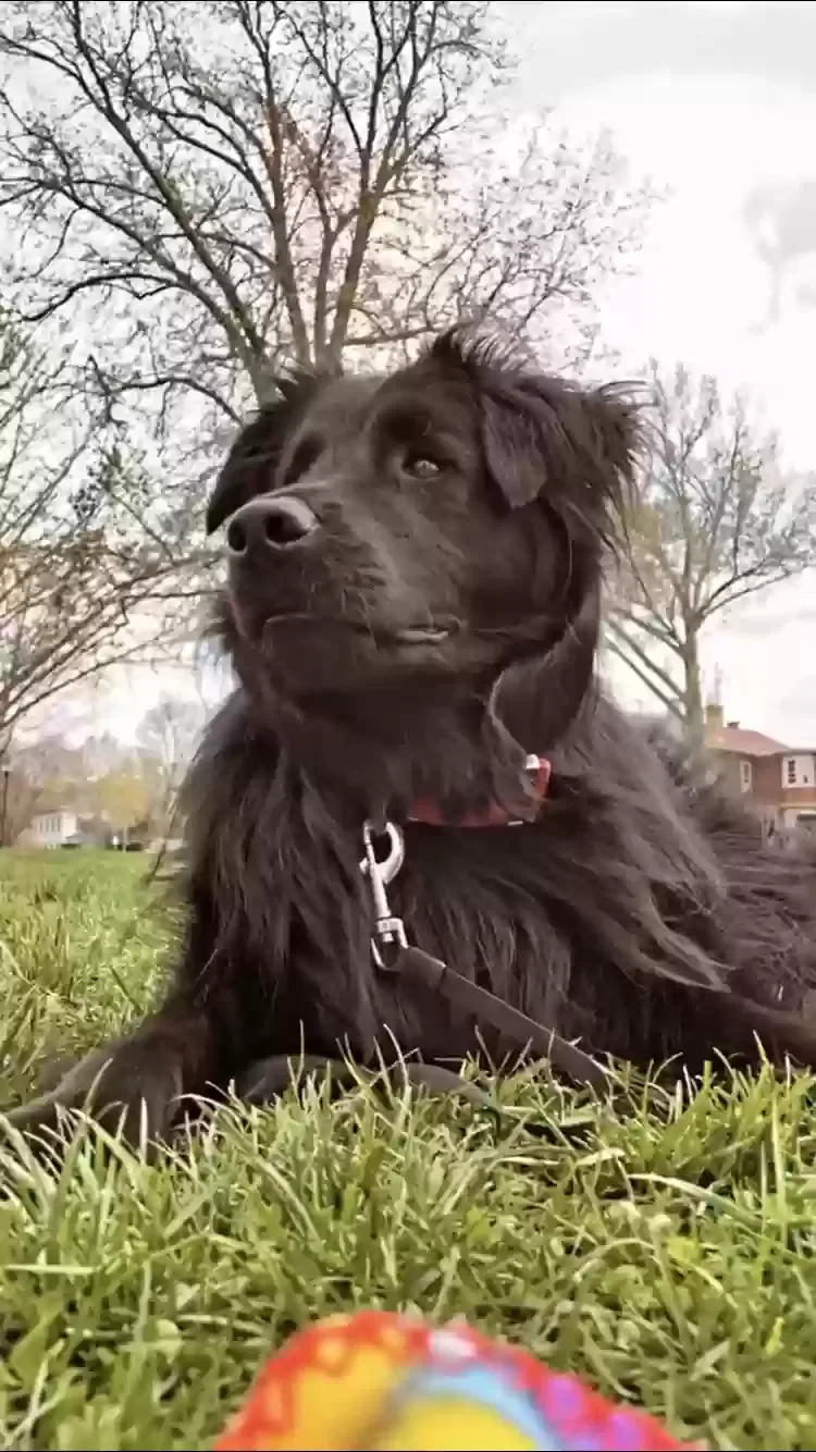 Lost dog in Iowa City, IA, 52240