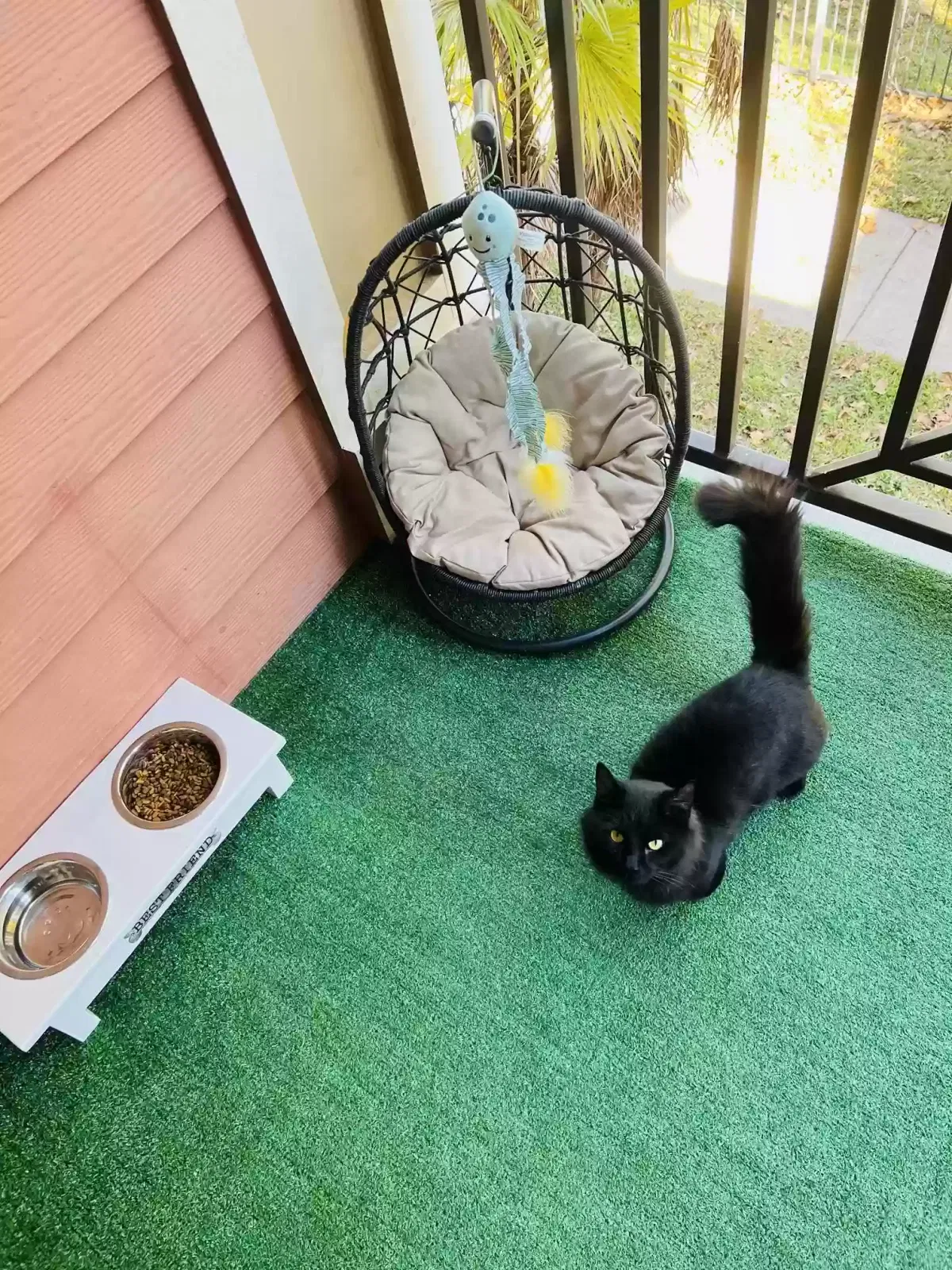 Lost cat in Saint Petersburg, FL, 33713