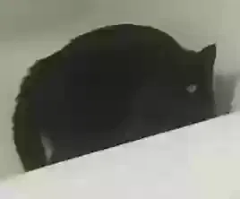 Lost cat in Monrovia, CA, 91016