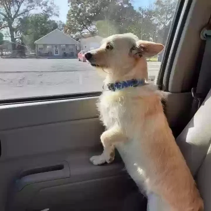 Lost dog in Paragould, AR, 72450