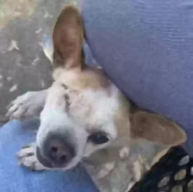 Lost dog in San Fernando, CA, 91340