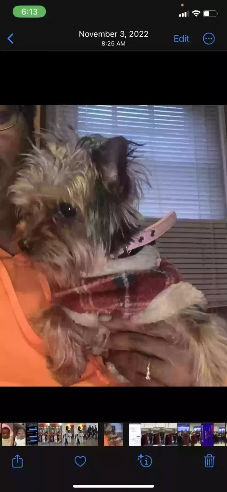 Lost dog in Columbus, OH, 43206