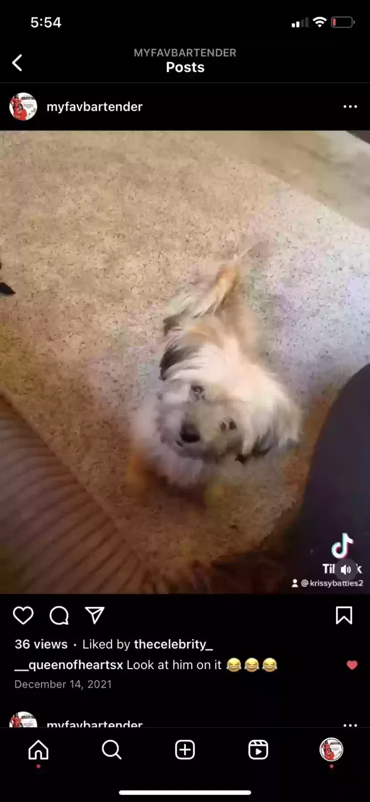 Lost dog in Indianapolis, IN, 46268
