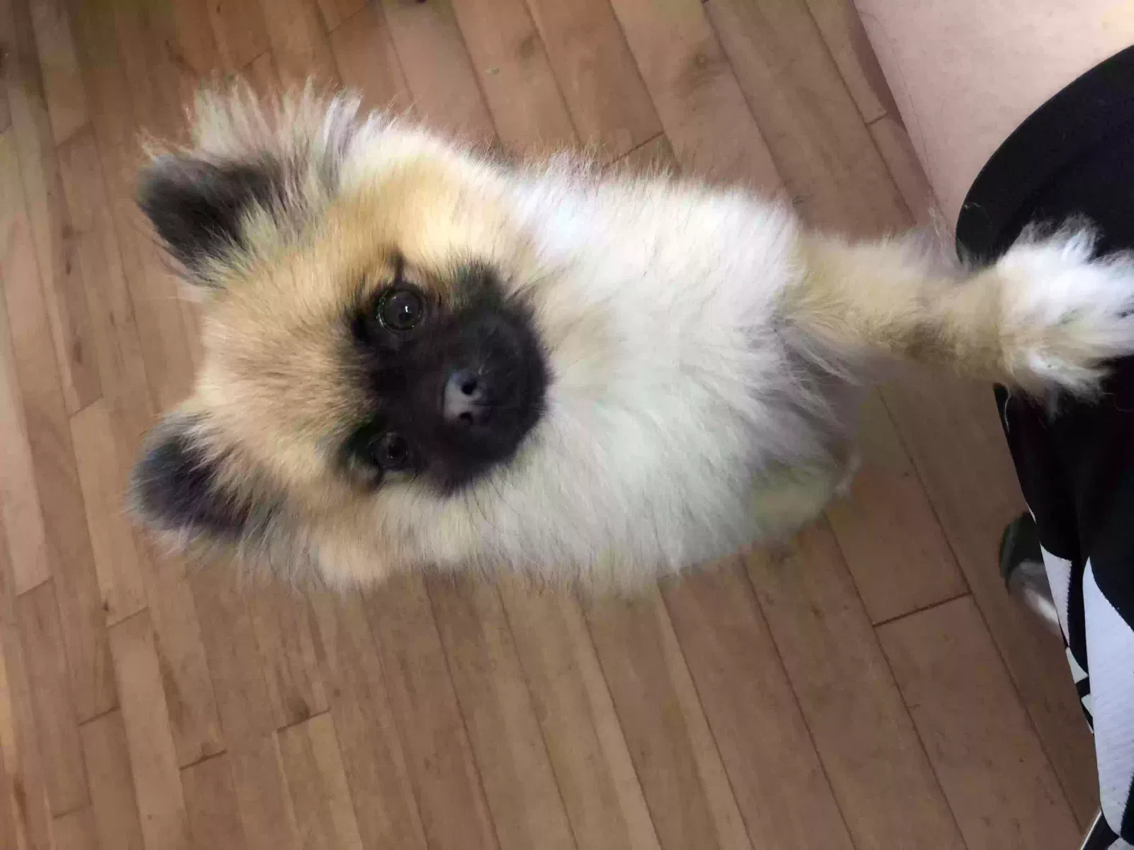 Lost dog in San Pablo, CA, 94806