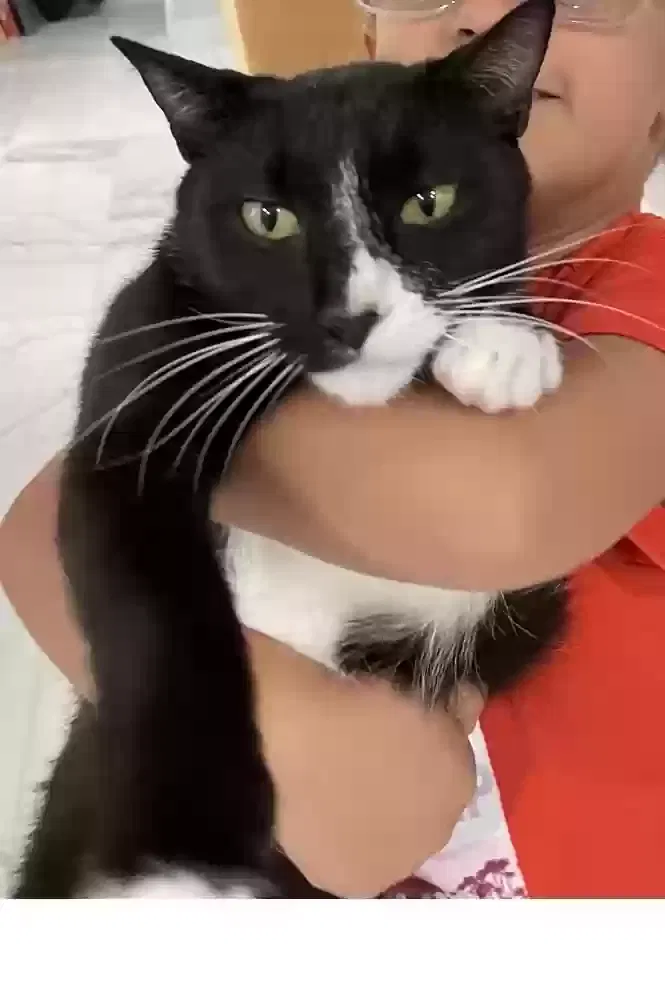 Lost cat in Cape Coral, FL, 33904