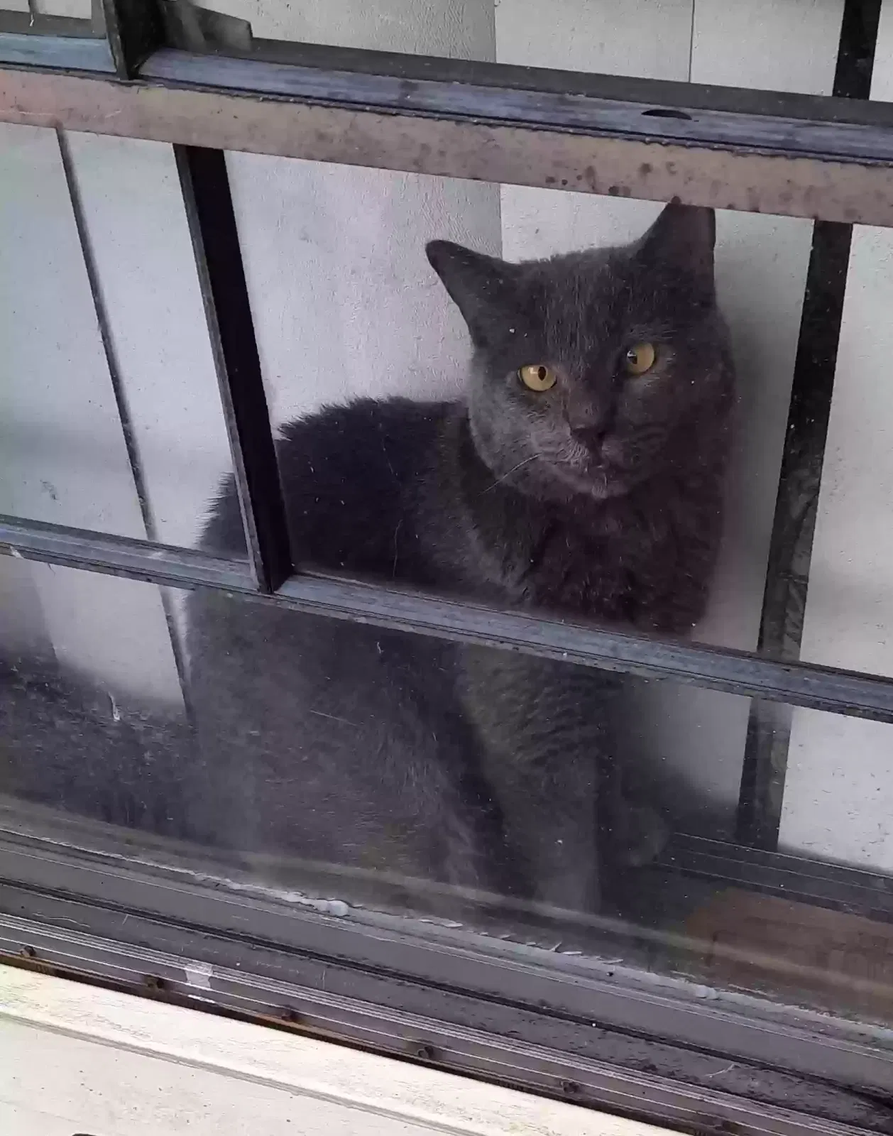Lost cat in Virginia Beach, VA, 23464