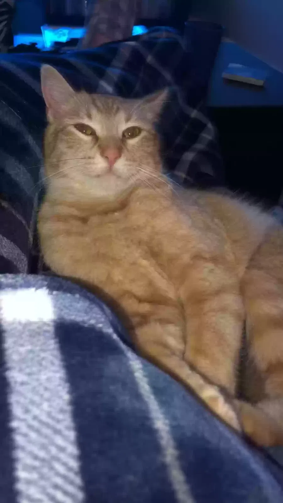 Lost cat in Cleburne, TX, 76033