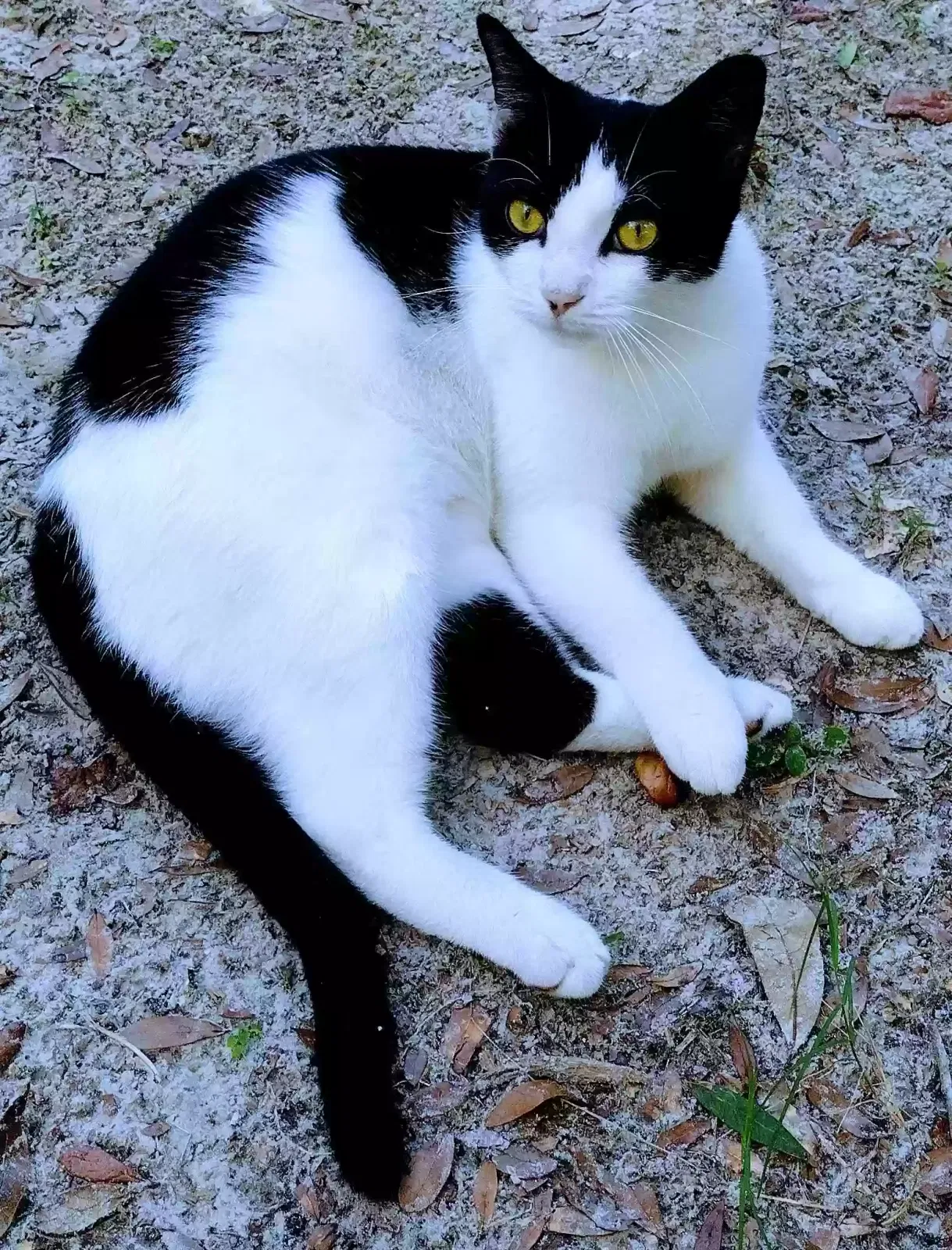 Lost cat in Thonotosassa, FL, 33592