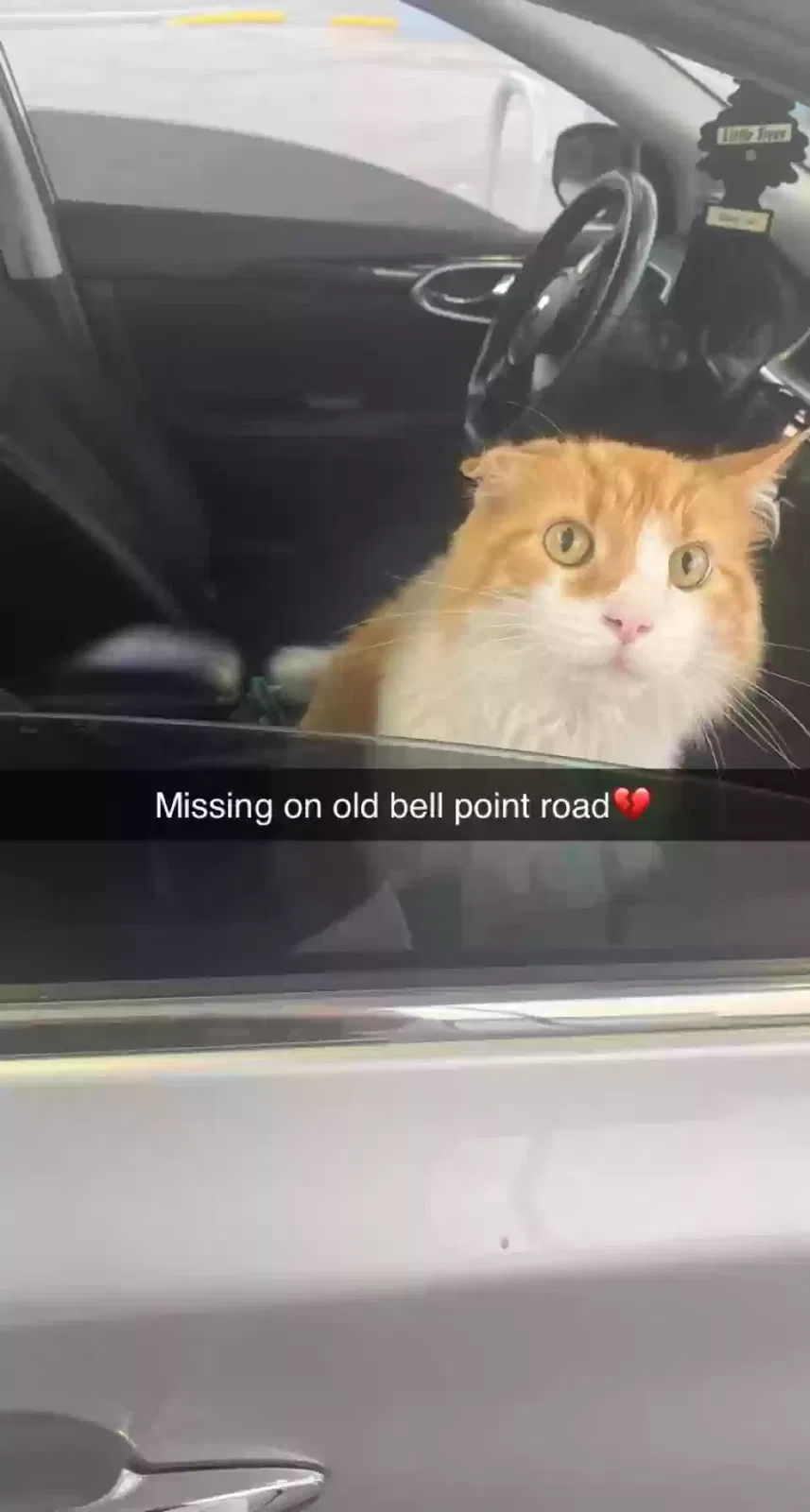Lost cat in Apollo, PA, 15613