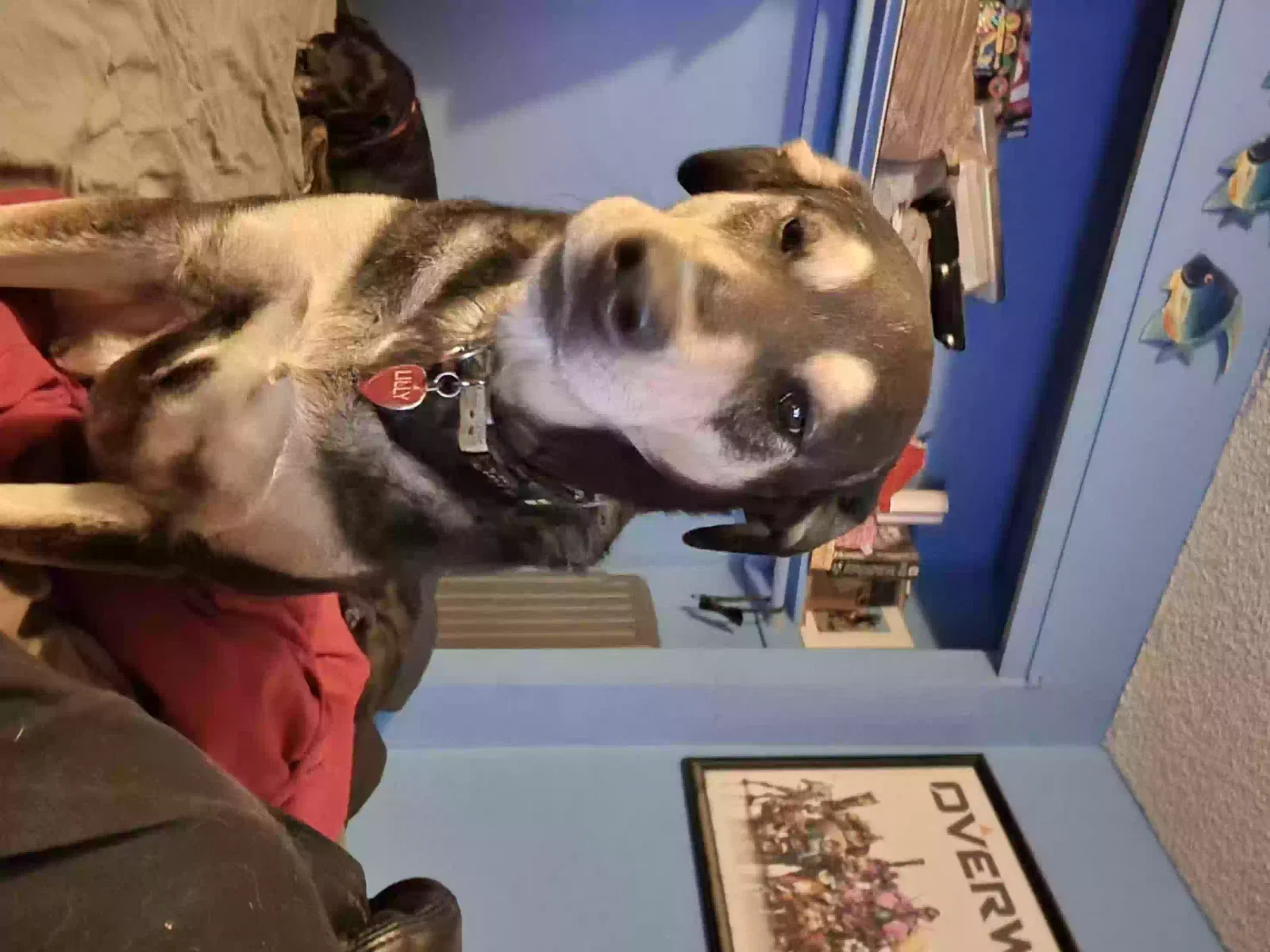 Lost dog in Tucson, AZ, 85730