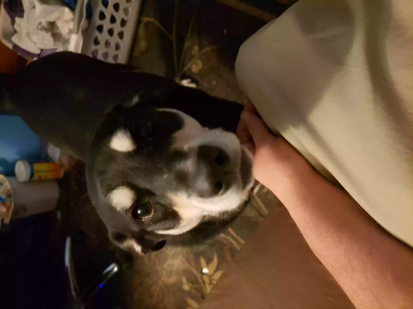 Lost dog in Tucson, AZ, 85730