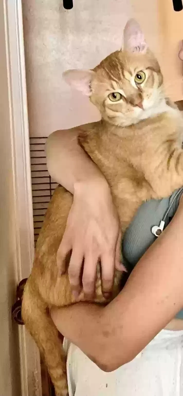 Lost cat in Miami, FL, 33127