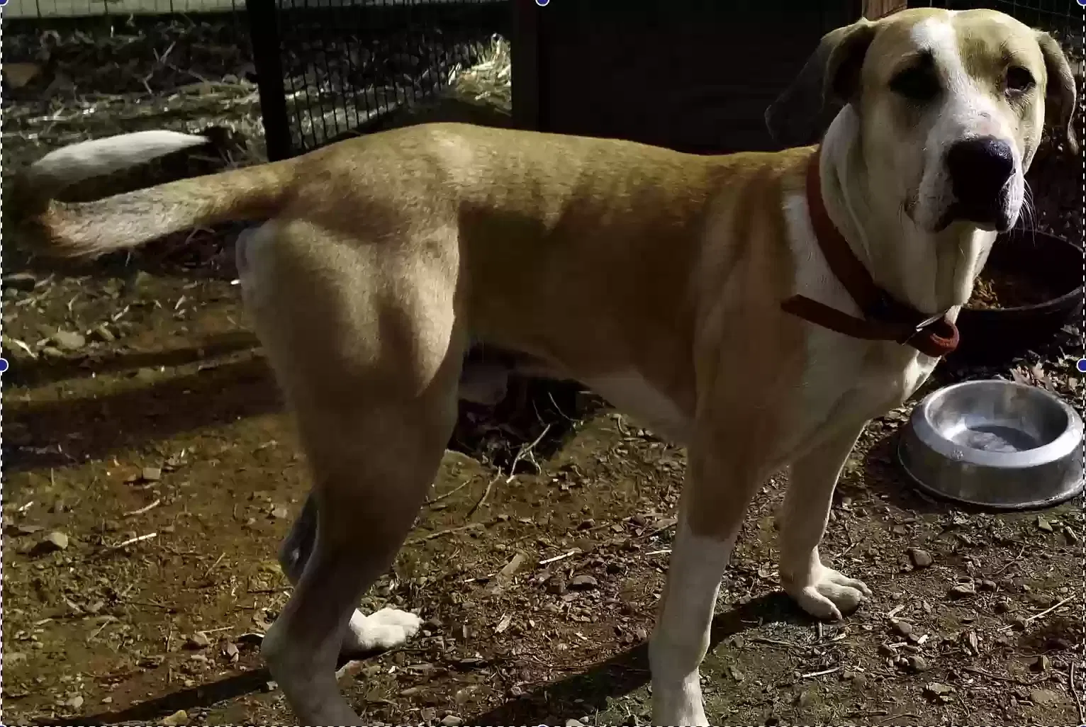Found dog in Unknown, OK, 74973