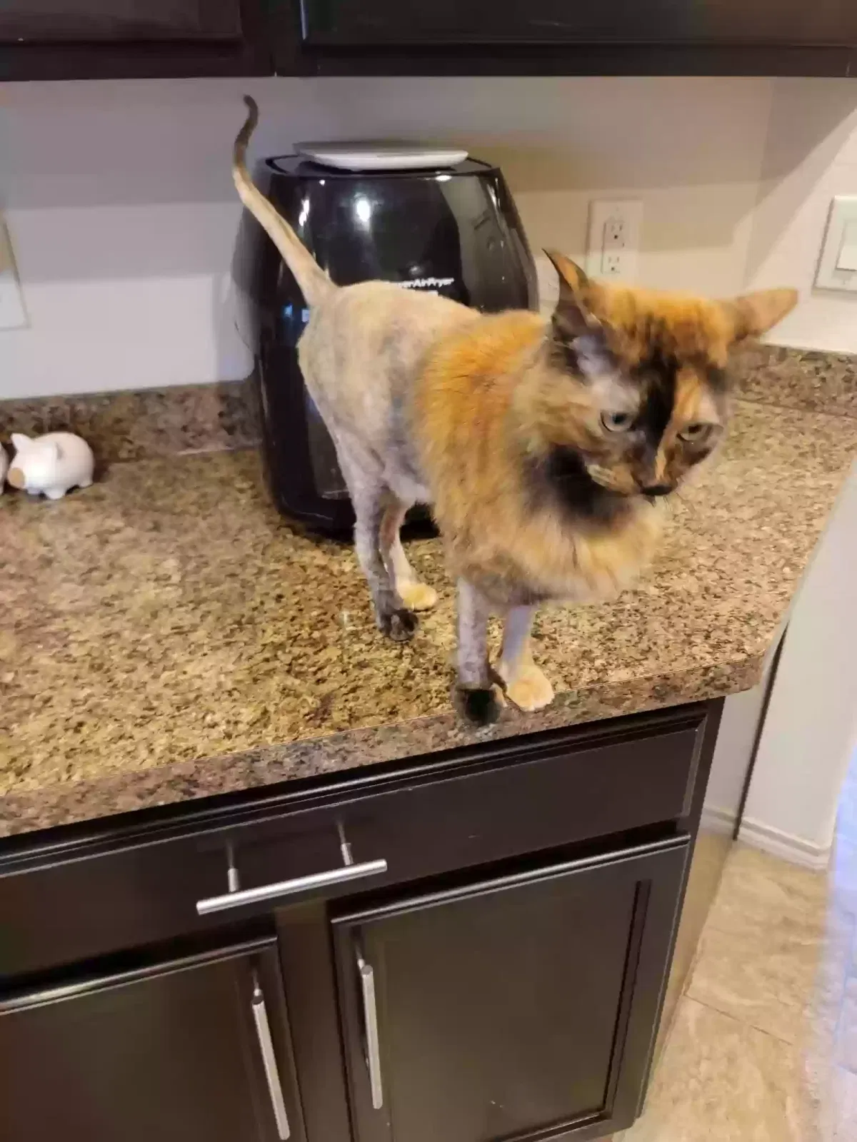 Lost cat in Woodway, TX, 76712
