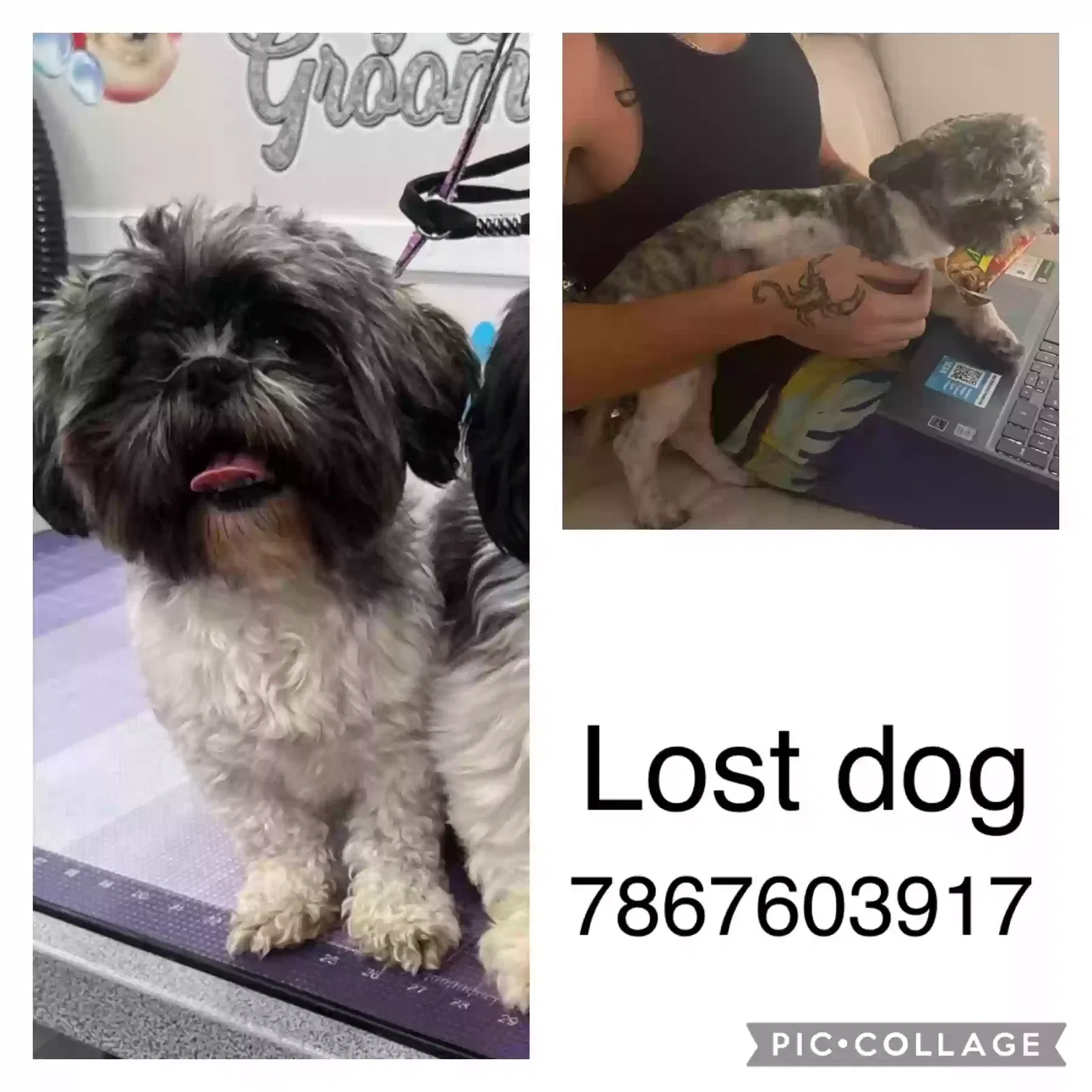 Lost dog in Miami, FL, 33177